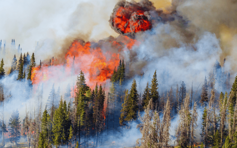 meghan wildfire op-ed