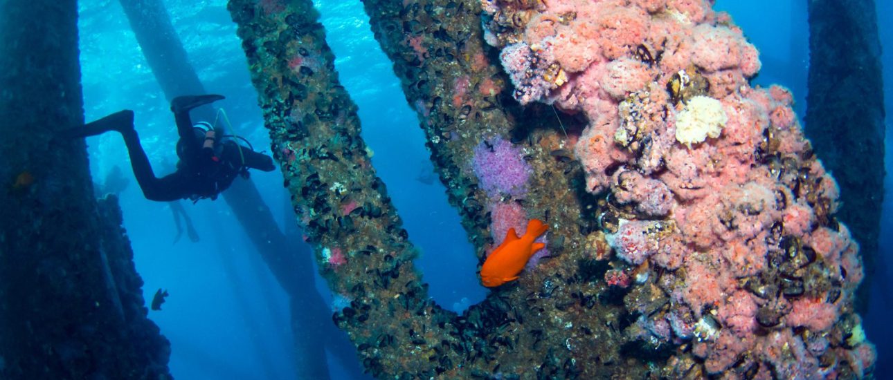 Divers at a coral reef