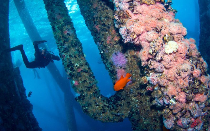 Divers at a coral reef