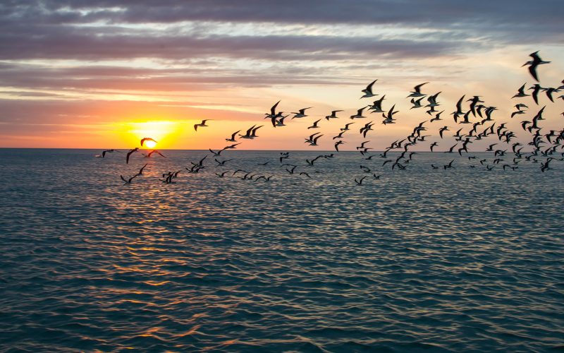 Birds flying over the Gulf of Mexico