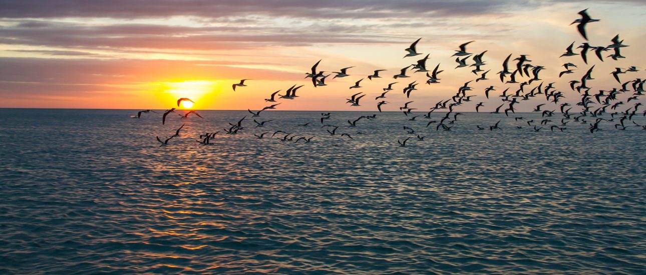 Birds flying over the Gulf of Mexico