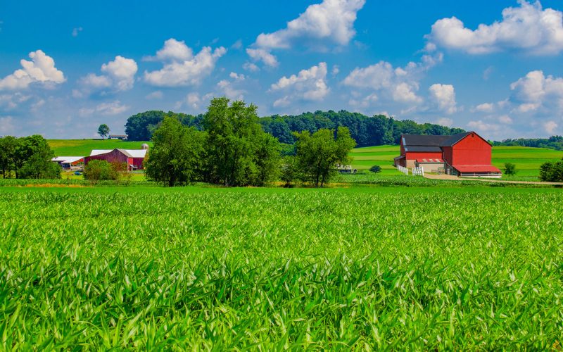 Ohio farm with springtime corn crop