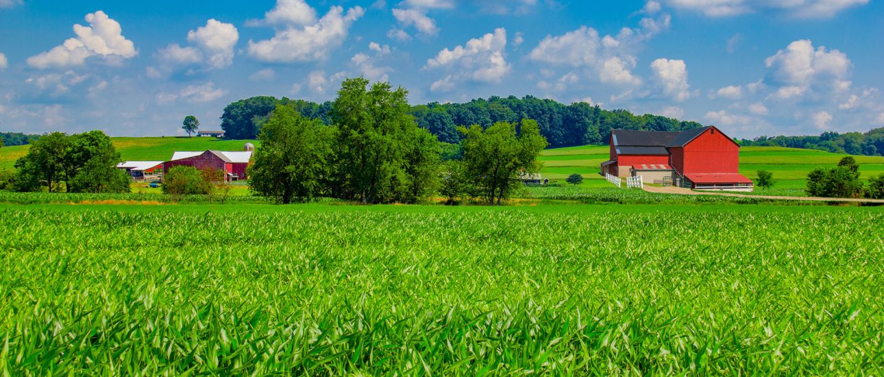 Ohio farm with springtime corn crop